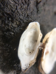 Hiatella arctica