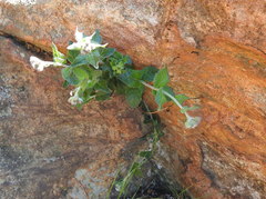 Hilliardiella sutherlandii