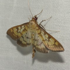 Mimorista subcostalis