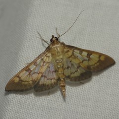 Mimorista subcostalis