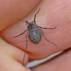 Odiellus lendlii