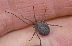 Odiellus lendlii