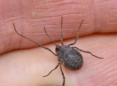 Odiellus lendlii
