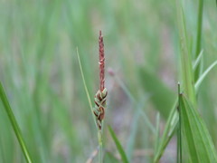 Carex livida