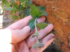 Hilliardiella sutherlandii