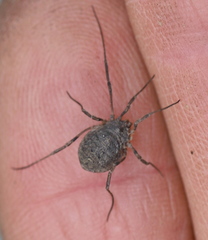Odiellus lendlii
