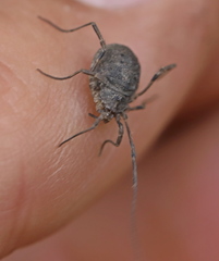 Odiellus lendlii
