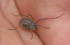 Odiellus lendlii