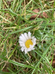 Bellis perennis