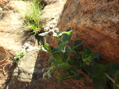 Hilliardiella sutherlandii