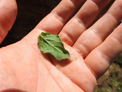 Image of Hilliardiella sutherlandii by (c) Matthew Fainman, some rights reserved (CC BY)
