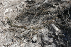 Pituophis deppei deppei