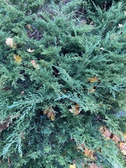 Juniperus