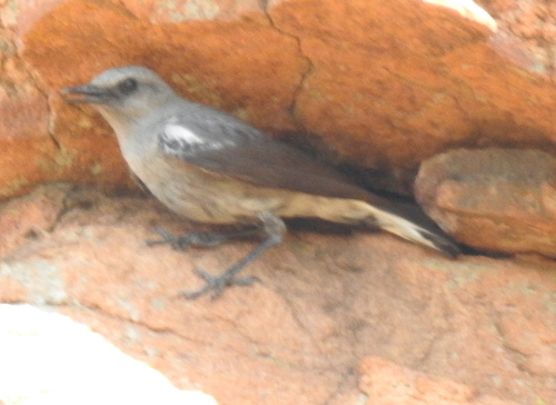 Mountain Chat (Myrmecocichla monticola), photo 10
