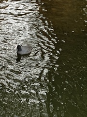 Fulica atra