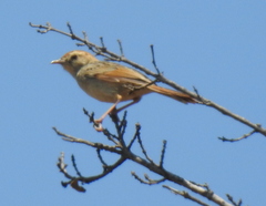 Cisticola