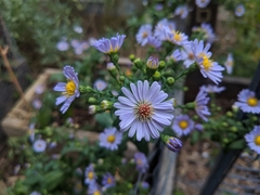 Symphyotrichum