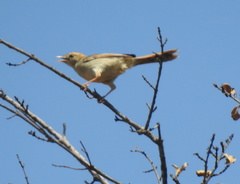 Cisticola