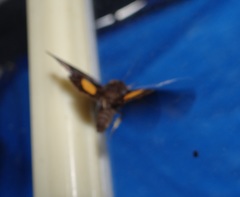 Gonodonta