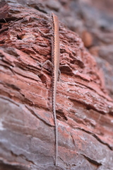 Cryptoblepharus ustulatus