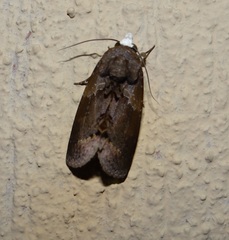 Gonodonta