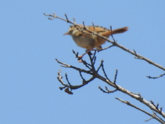Cisticola