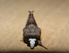Gonodonta