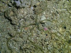 Macrophiothrix