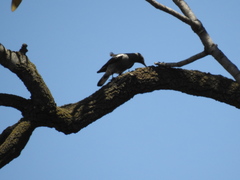 Myrmecocichla monticola