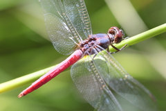 Orthetrum migratum
