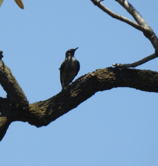 Myrmecocichla monticola