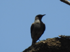 Myrmecocichla monticola