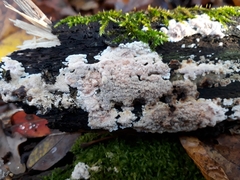 Steccherinum nitidum