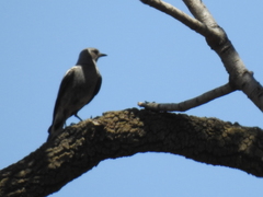 Myrmecocichla monticola