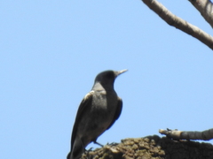 Myrmecocichla monticola