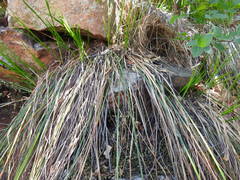 Cyperus leptocladus
