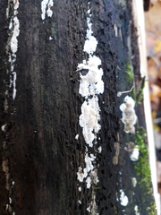 Steccherinum nitidum