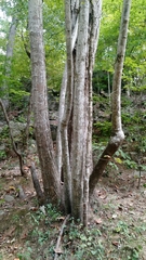 Tilia americana heterophylla