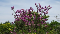 Polygala virgata virgata