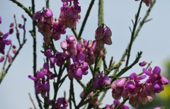Polygala virgata virgata