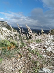 Artemisia santonicum