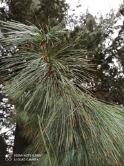 Pinus × schwerinii