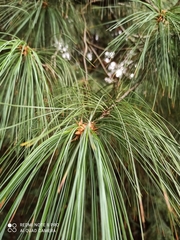 Pinus × schwerinii