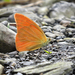 Indian Orange Albatross - Photo (c) Elangbam Premjit Singh, some rights reserved (CC BY-NC), uploaded by Elangbam Premjit Singh