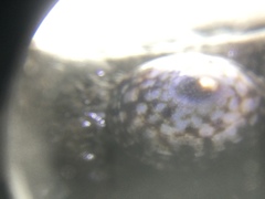 Lottia