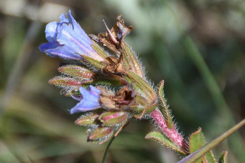 Image of Lobostemon trigonus by (c) Andrew Gillespie, some rights reserved (CC BY-SA)