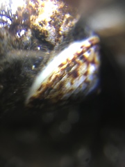 Lottia