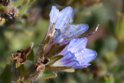 Image of Lobostemon trigonus by (c) Andrew Gillespie, some rights reserved (CC BY-SA)