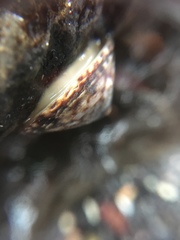 Lottia