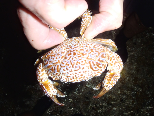 Zosimus aeneus